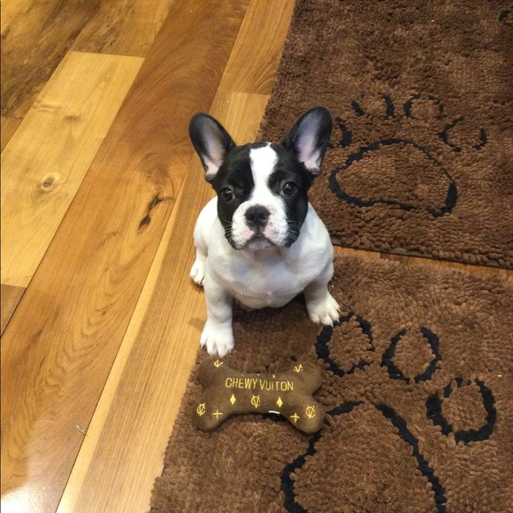 Meet your Posher, Dani ๐พ - Picture 15 of 16